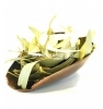 Eucalyptus feuilles coupées bio Herboristerie De Paris
