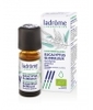 Eucalyptus Globuleux Bio Ladrome