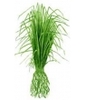 Huile essentielle de Vétiver Racine Bio Phytofrance