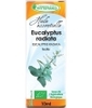 Huile essentielle Eucalyptus Radiata Bio 10 ml Phytofrance