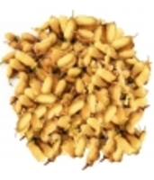 Oranger Bigaradier bouton Bio Herboristerie De Paris
