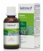 Serenoa Repens Palmier Nain Ladrome