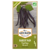 Haricots nain bio Purple Queen - Graines