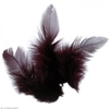 Plumes de coq 10 cm - marron