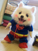 Costume dDéguisements Halloween pour chien Superman Blue Pet Costumes Déguisements Halloween