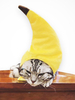 Costume dHalloween pour chat pour animaux de compagnie