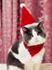 Costume de chat d
