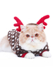 Costume de chat robe de Noël Brown Polka Dot Dog vêtements pour animaux de compagnie Déguisements Halloween