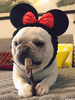 Costume pour animaux de compagnie Cartoon Black Headwear Burlesque Polyester Pet Supply