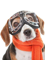 Costume pour animaux de compagnie Lunettes transparentes Polyester Pet Supply
