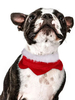 Costume pour animaux de compagnie Noël rouge Choker Polyester Pet Supply